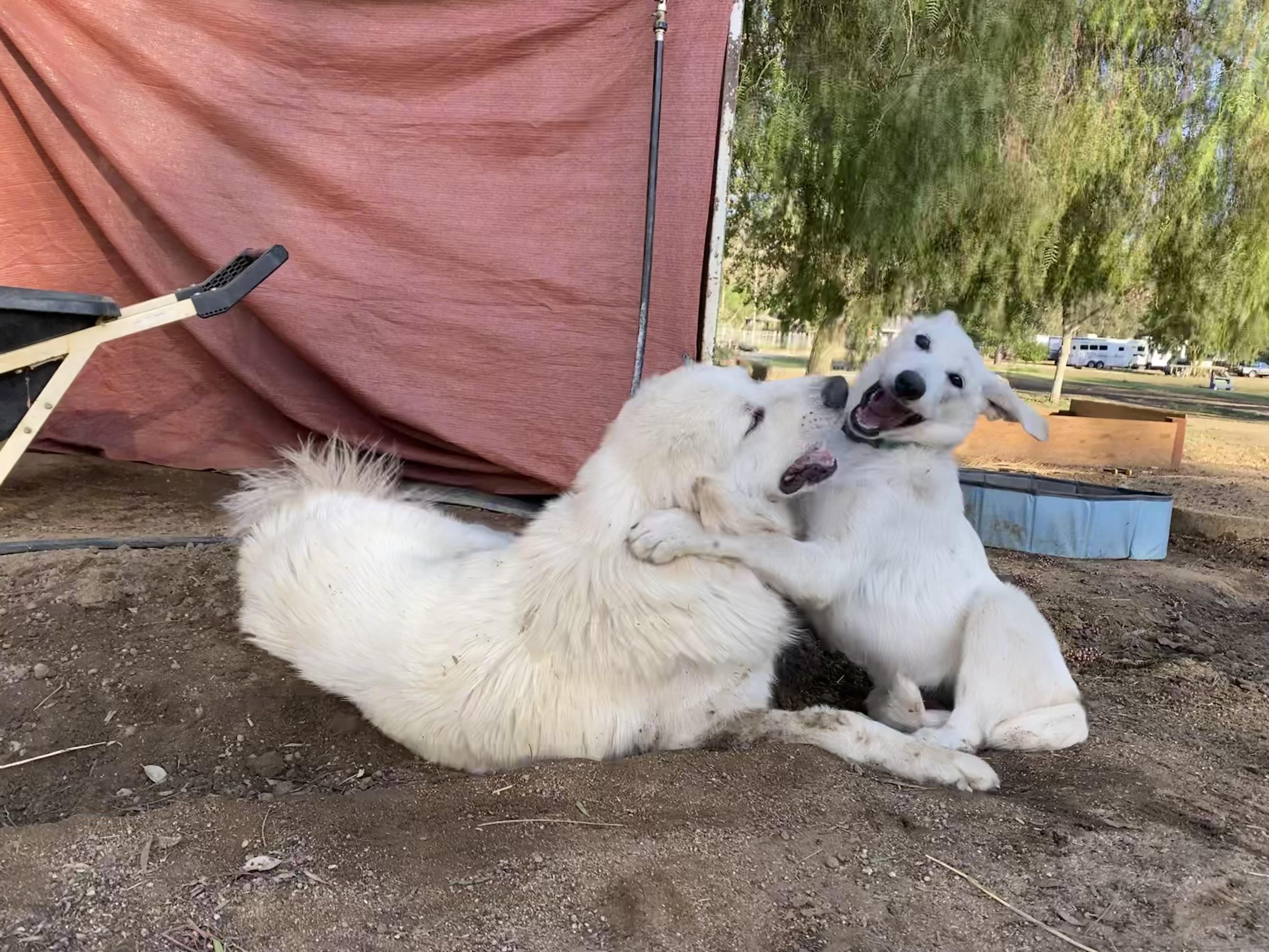 Enlarge Lyra, a ADOPTABLE mixed breed in San Diego, CA image 2/3
