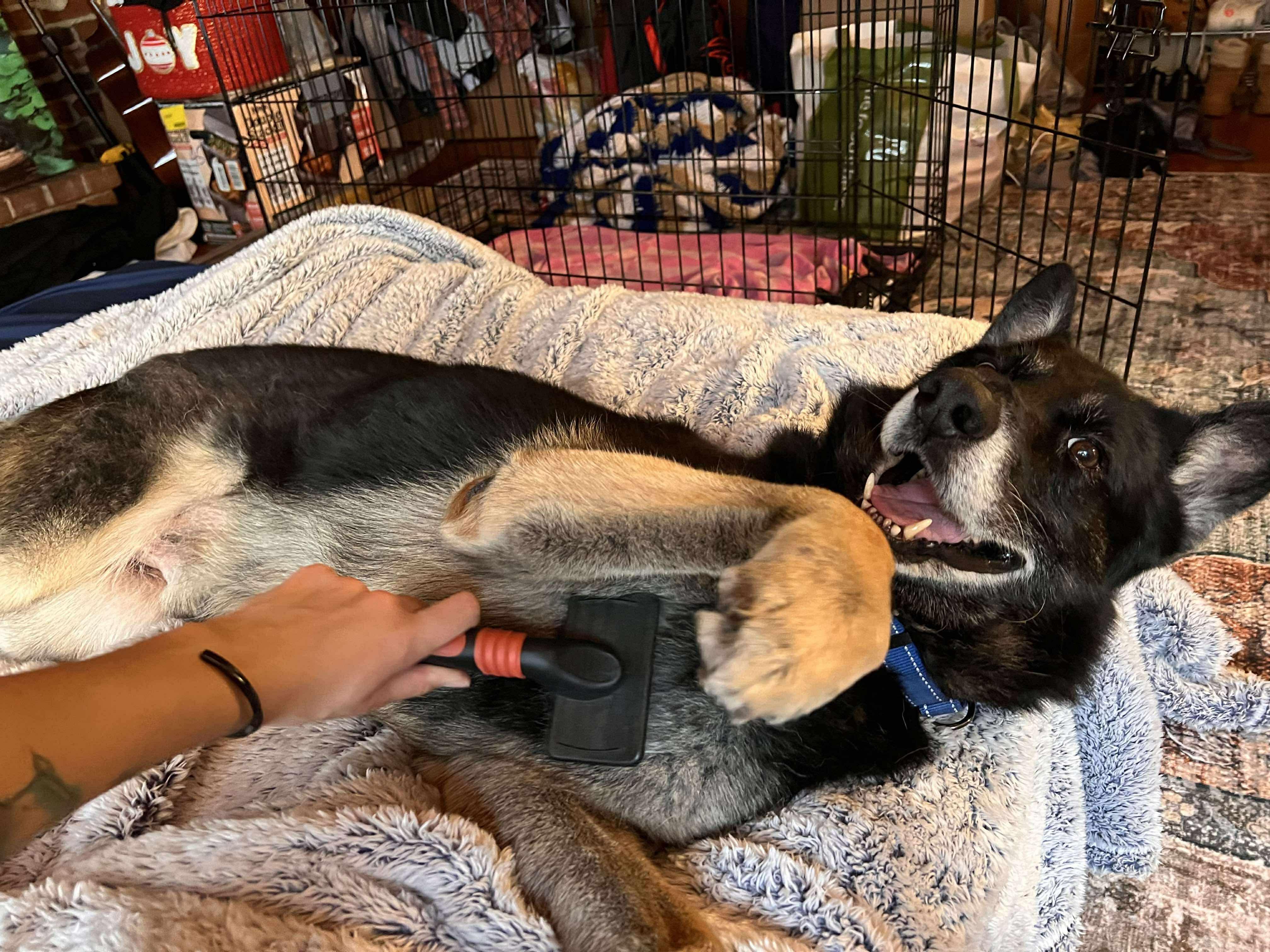 Enlarge Whitman, a Adoptable German Shepherd Dog in Boardman, OH image 6/6