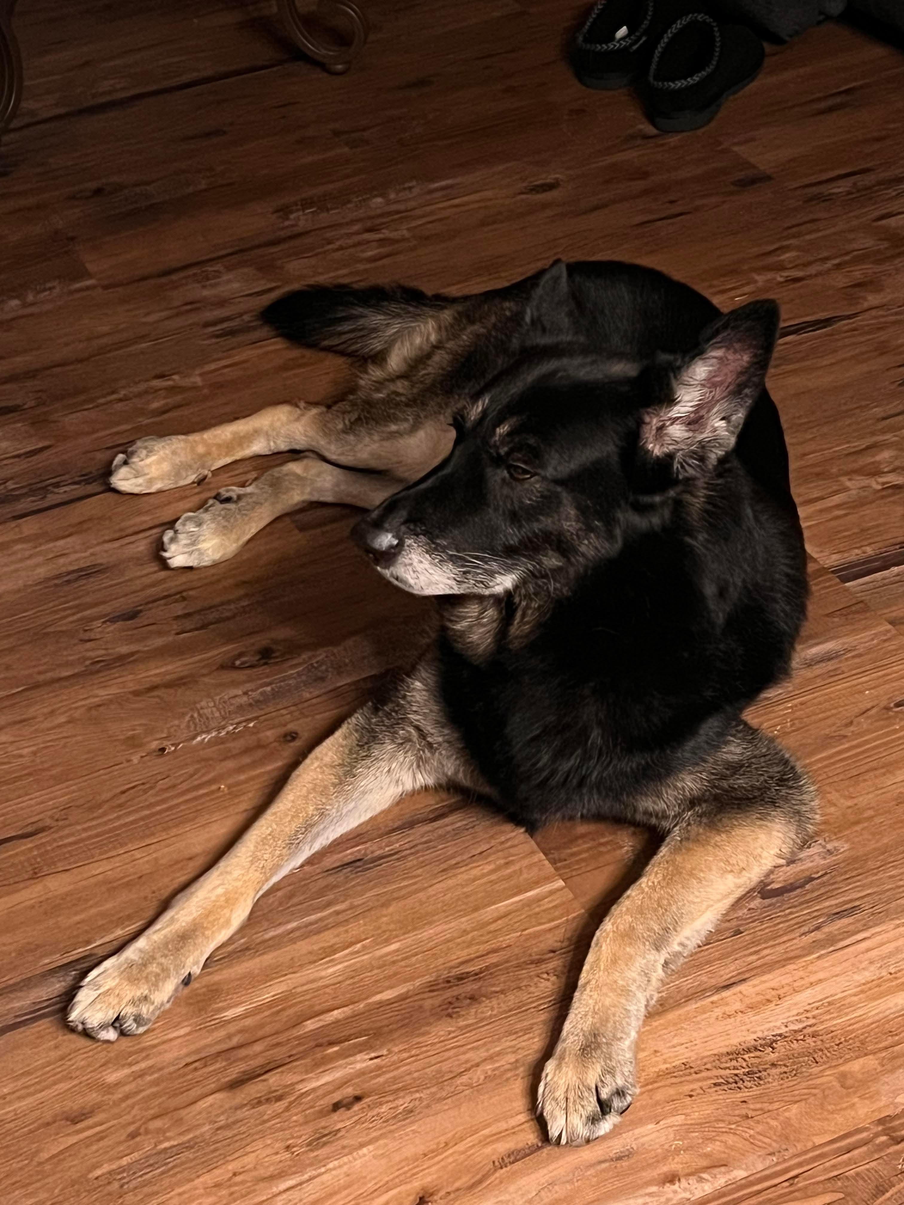 Enlarge Whitman, a Adoptable German Shepherd Dog in Boardman, OH image 3/6