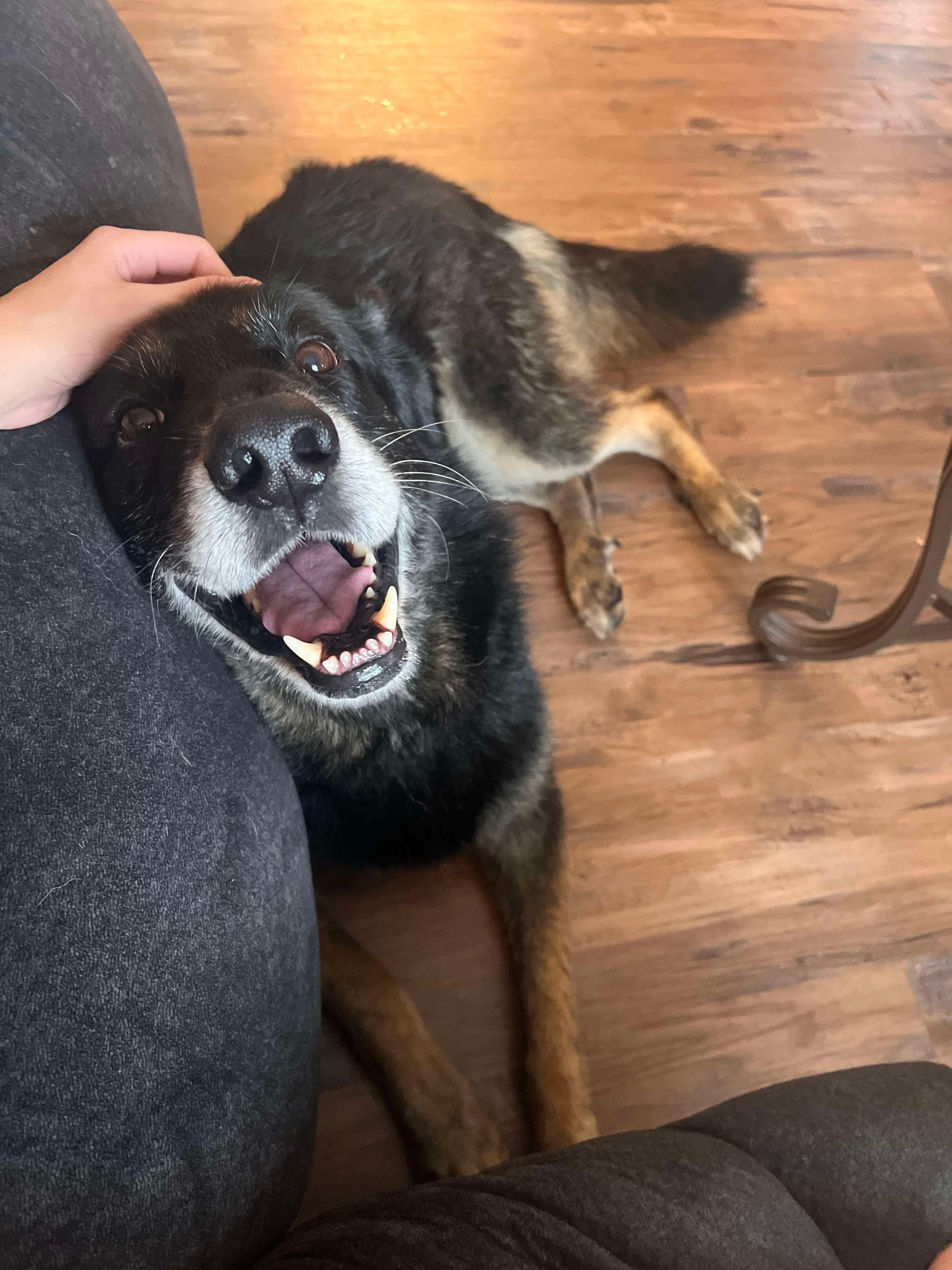 Enlarge Whitman, a Adoptable German Shepherd Dog in Boardman, OH image 5/6