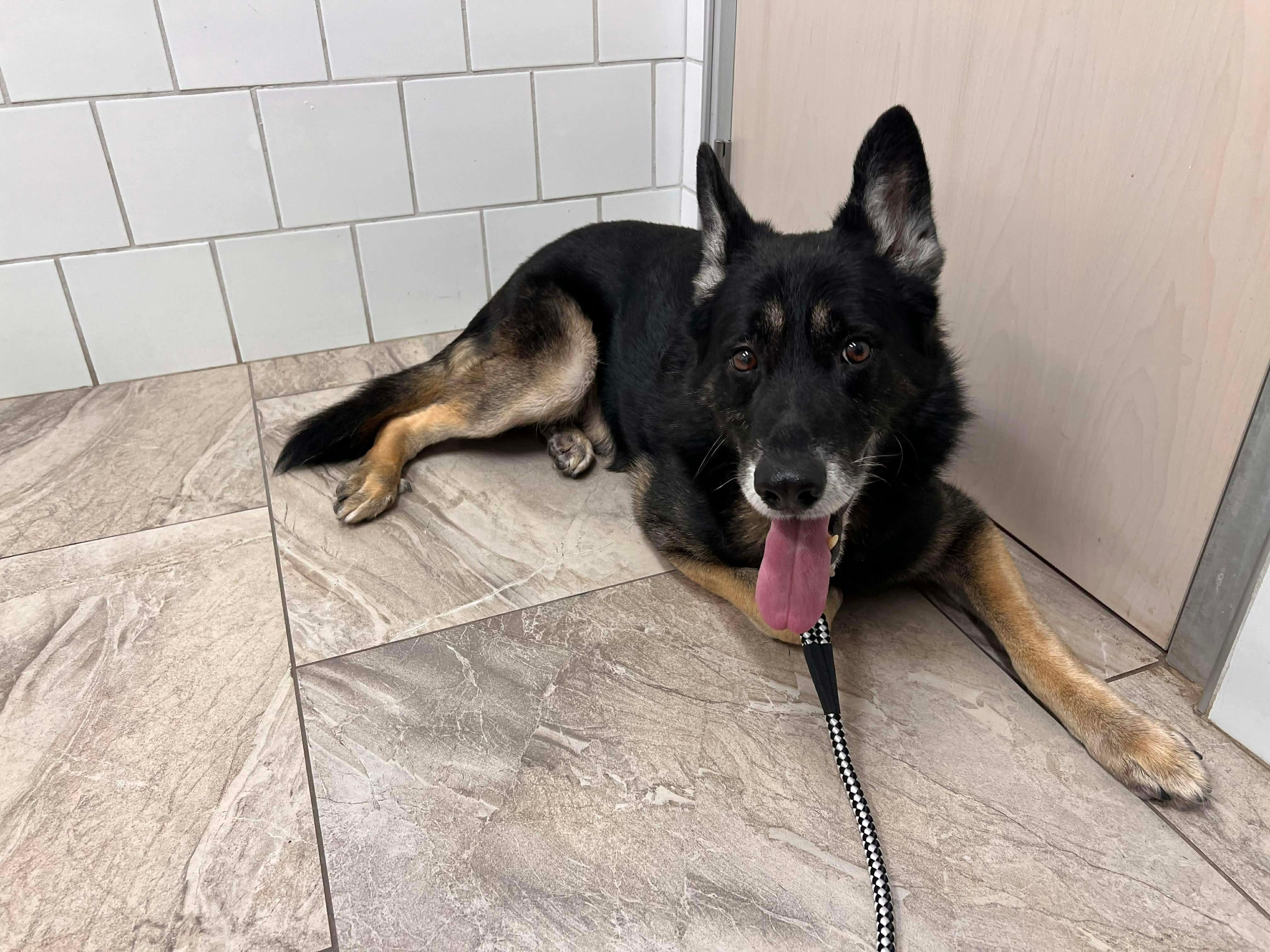 Enlarge Whitman, a Adoptable German Shepherd Dog in Boardman, OH image 4/6