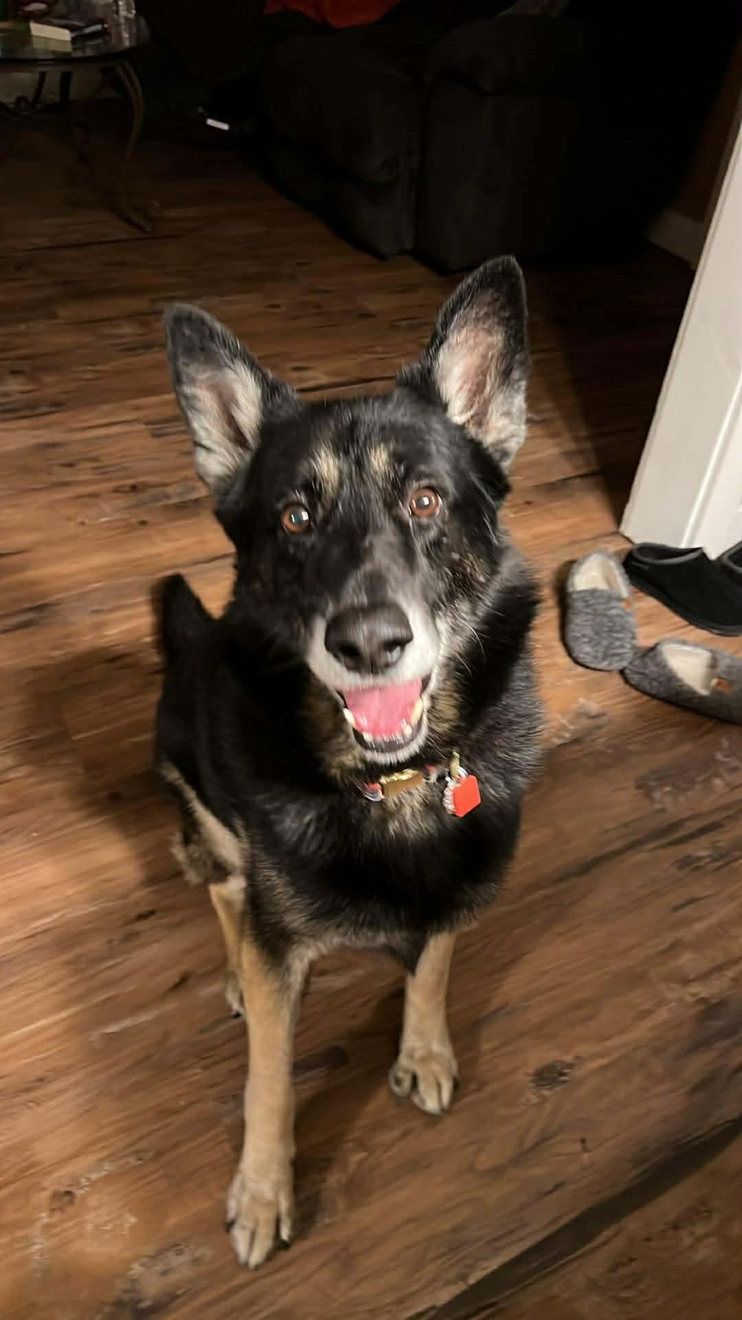 Enlarge Whitman, a Adoptable German Shepherd Dog in Boardman, OH image 1/6