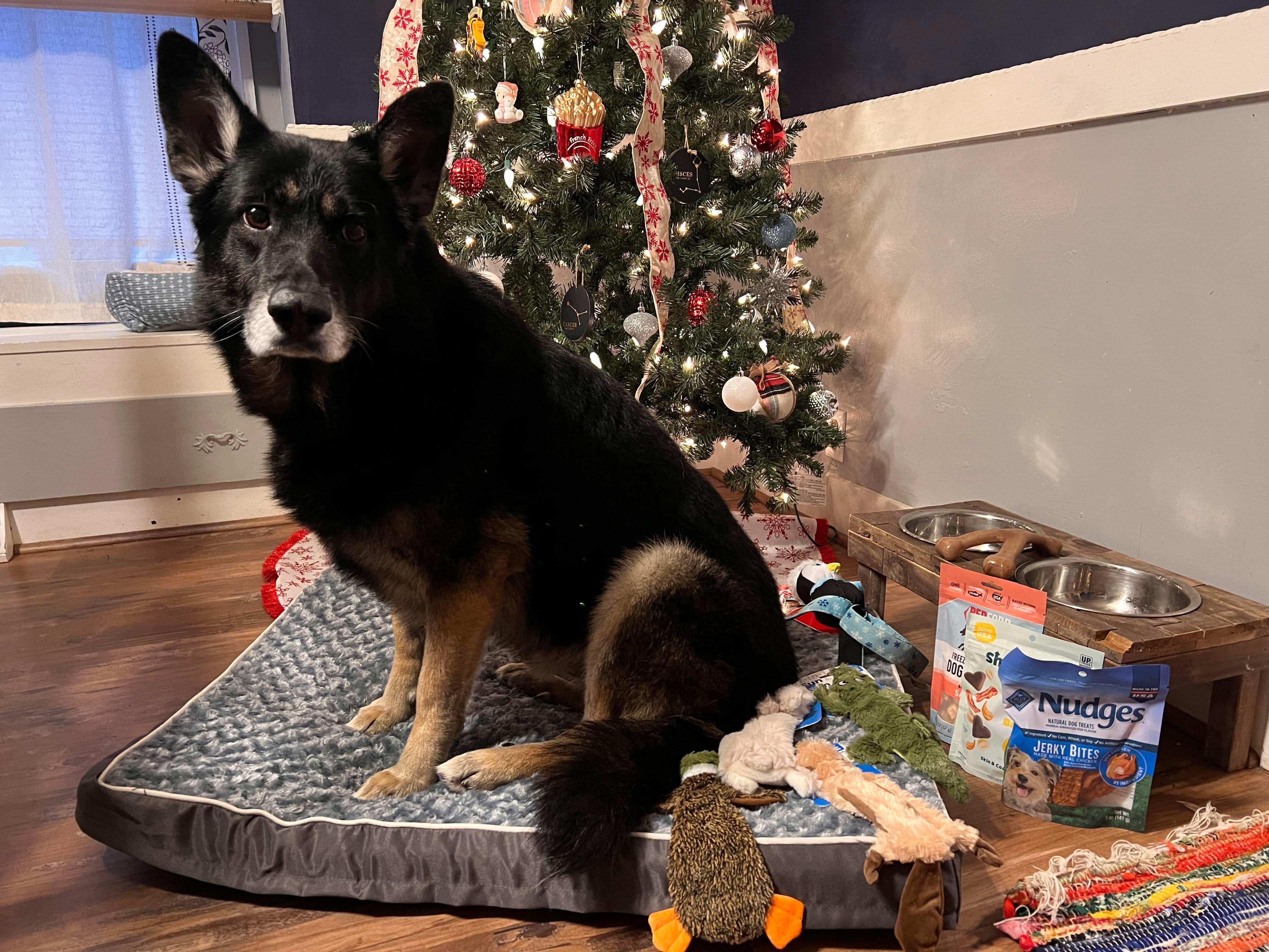 Enlarge Whitman, a Adoptable German Shepherd Dog in Boardman, OH image 2/6