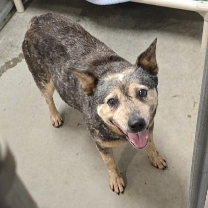 Enlarge Gisele, an adoptable Australian Cattle Dog / Blue Heeler in Phoenixville, PA image 4/5