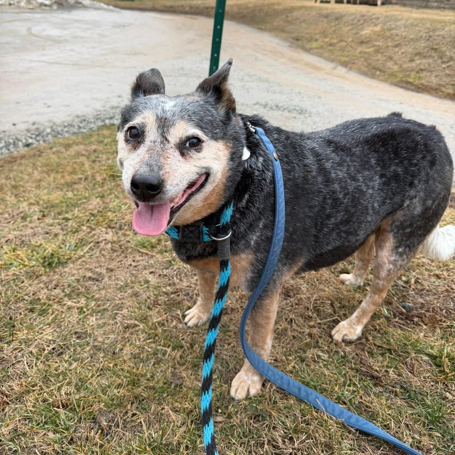 Enlarge Gisele, an adoptable Australian Cattle Dog / Blue Heeler in Phoenixville, PA image 1/5