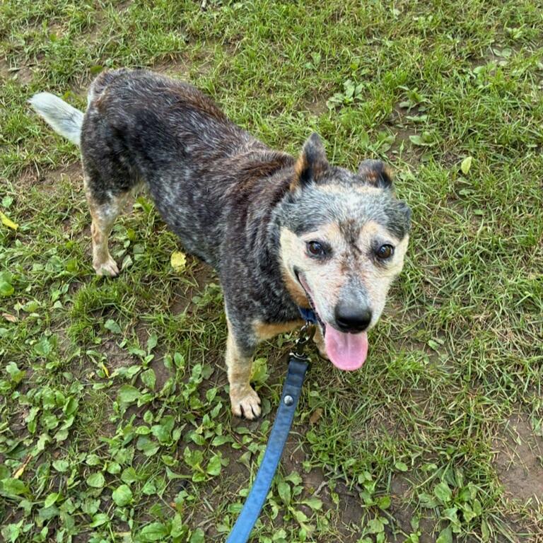 Enlarge Gisele, an adoptable Australian Cattle Dog / Blue Heeler in Phoenixville, PA image 2/5