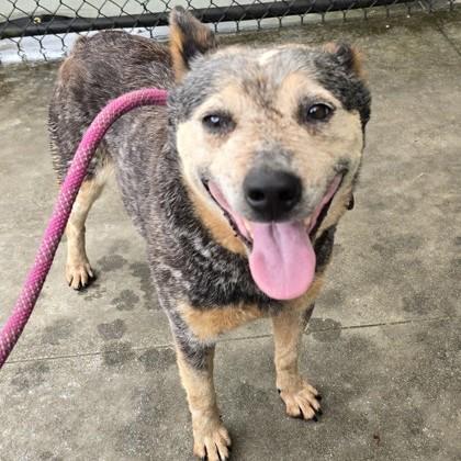 Enlarge Gisele, an adoptable Australian Cattle Dog / Blue Heeler in Phoenixville, PA image 3/5