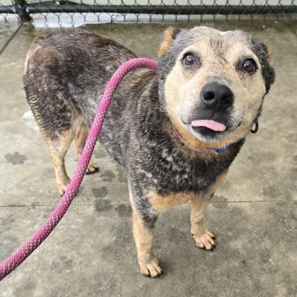 Enlarge Gisele, an adoptable Australian Cattle Dog / Blue Heeler in Phoenixville, PA image 5/5