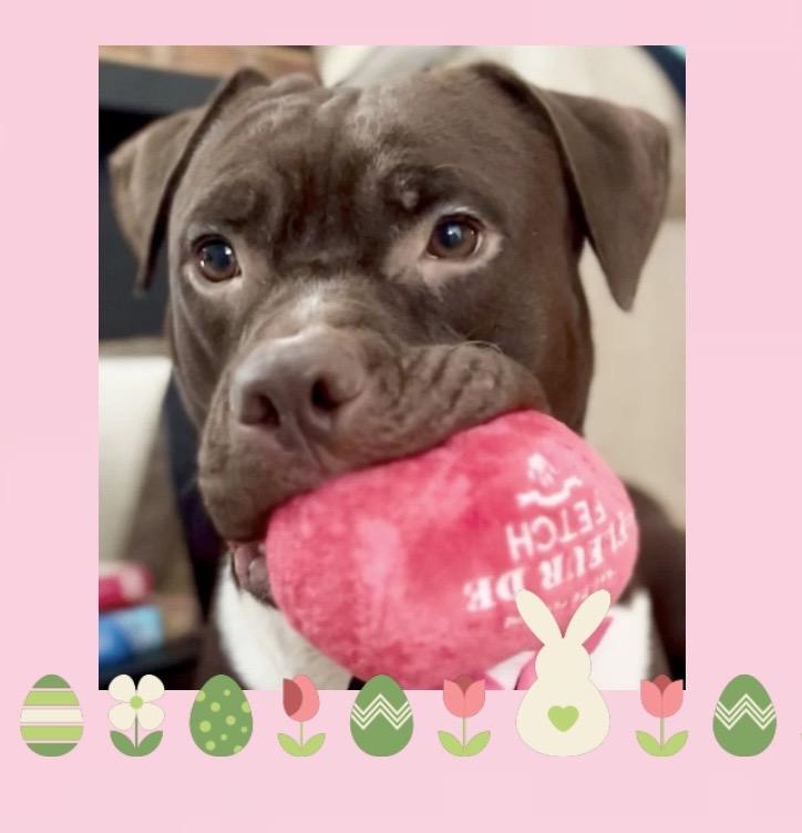 Enlarge Molly Mia Courtesy Listing, a ADOPTABLE mixed breed in Westfield, NY image 2/5