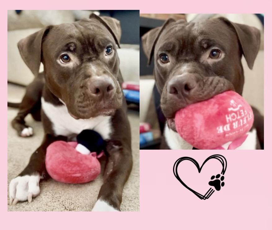 Enlarge Mia Molly Courtesy Listing, an adoption pending mixed breed in Westfield, NY image 1/5