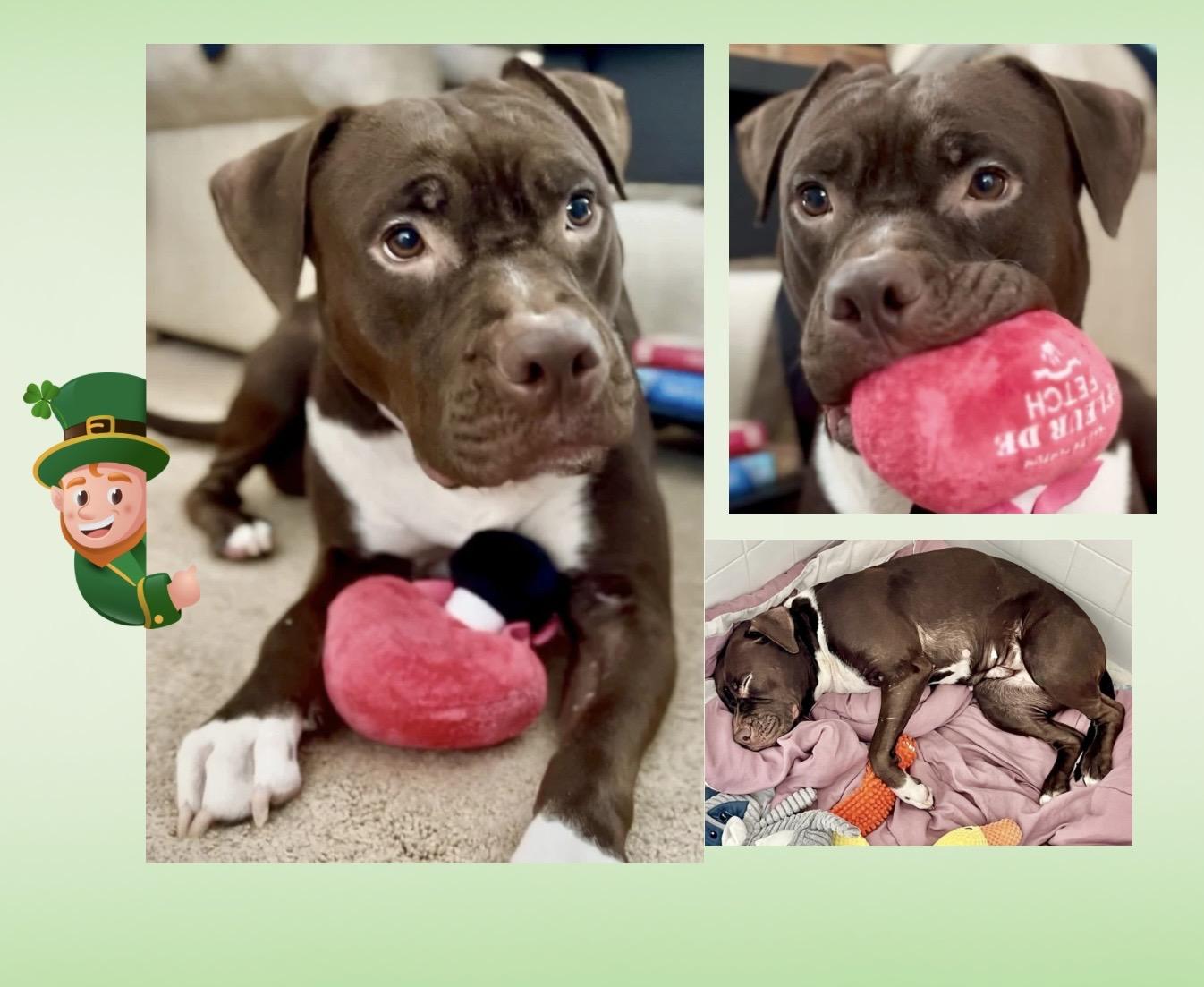 Enlarge Molly Mia Courtesy Listing, a ADOPTABLE mixed breed in Westfield, NY image 5/5