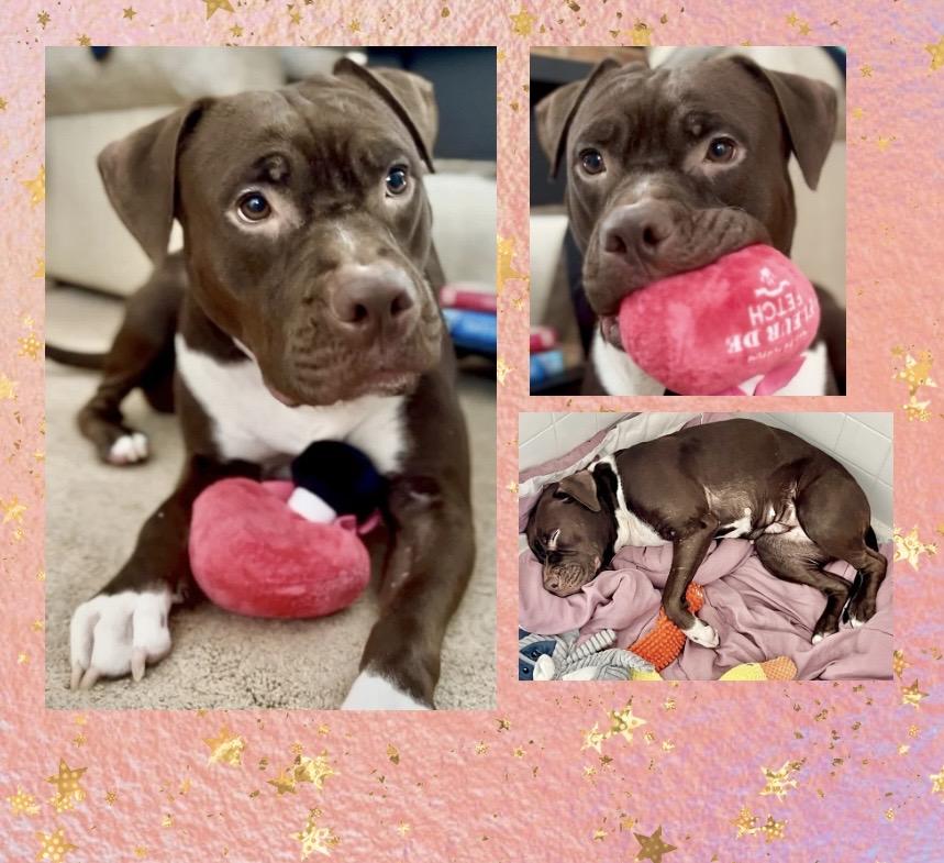 Enlarge Molly Mia Courtesy Listing, a ADOPTABLE mixed breed in Westfield, NY image 4/5