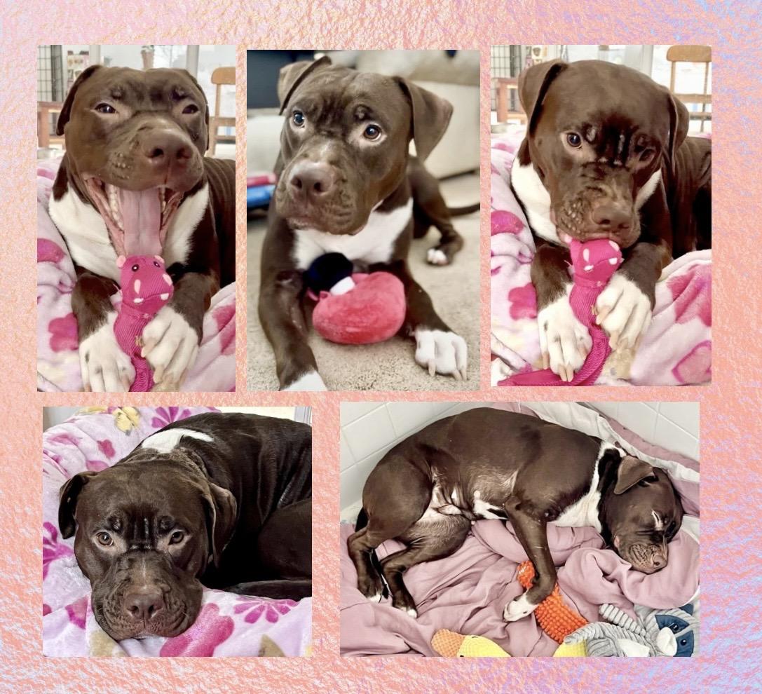 Enlarge Molly Mia Courtesy Listing, a ADOPTABLE mixed breed in Westfield, NY image 3/5