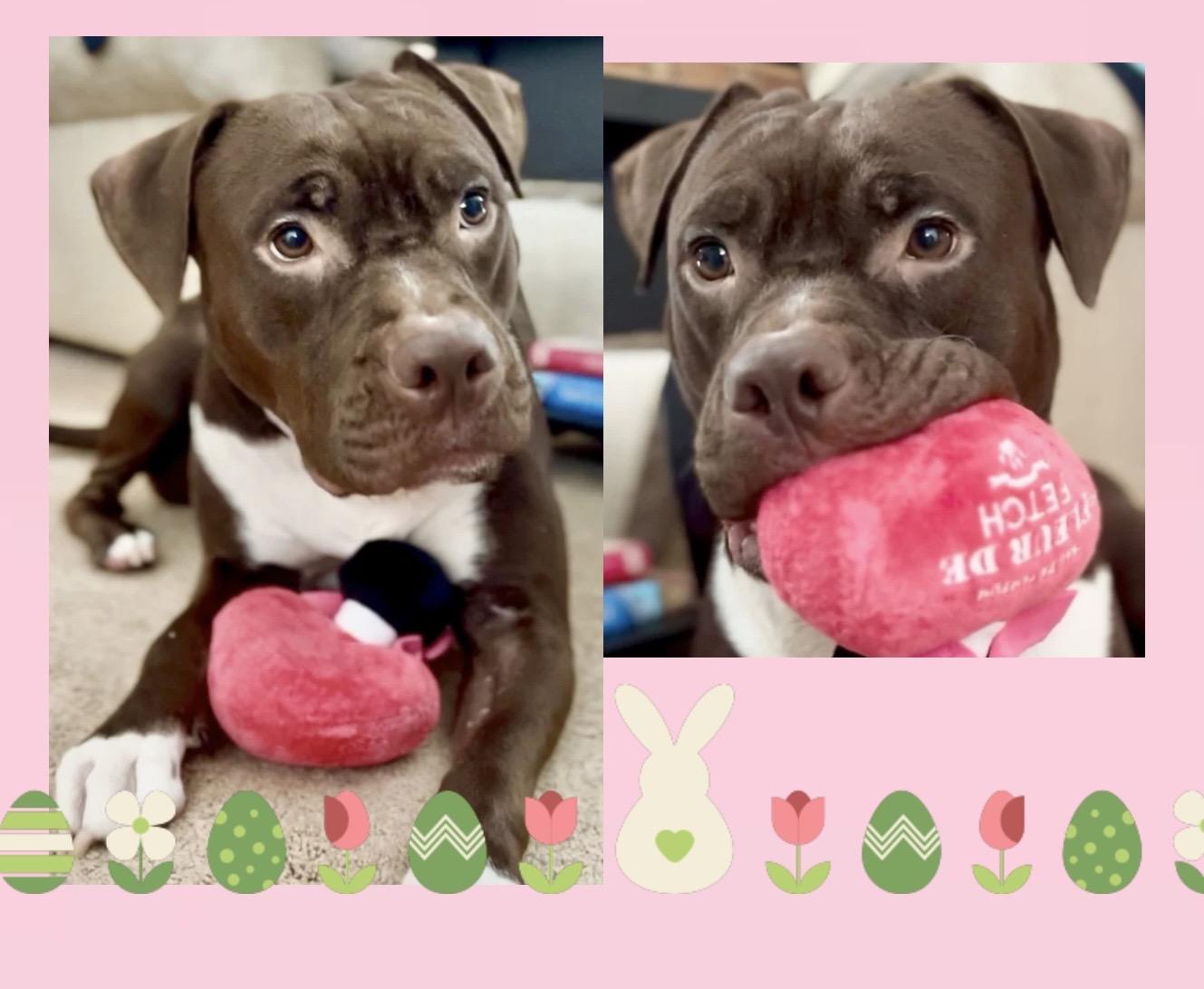 Molly Mia Courtesy Listing, ADOPTABLE, Adult Female Mixed Breed.