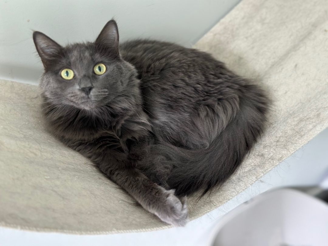 Enlarge Katniss, a Adoptable Domestic Long Hair in Apex, NC image 1/4