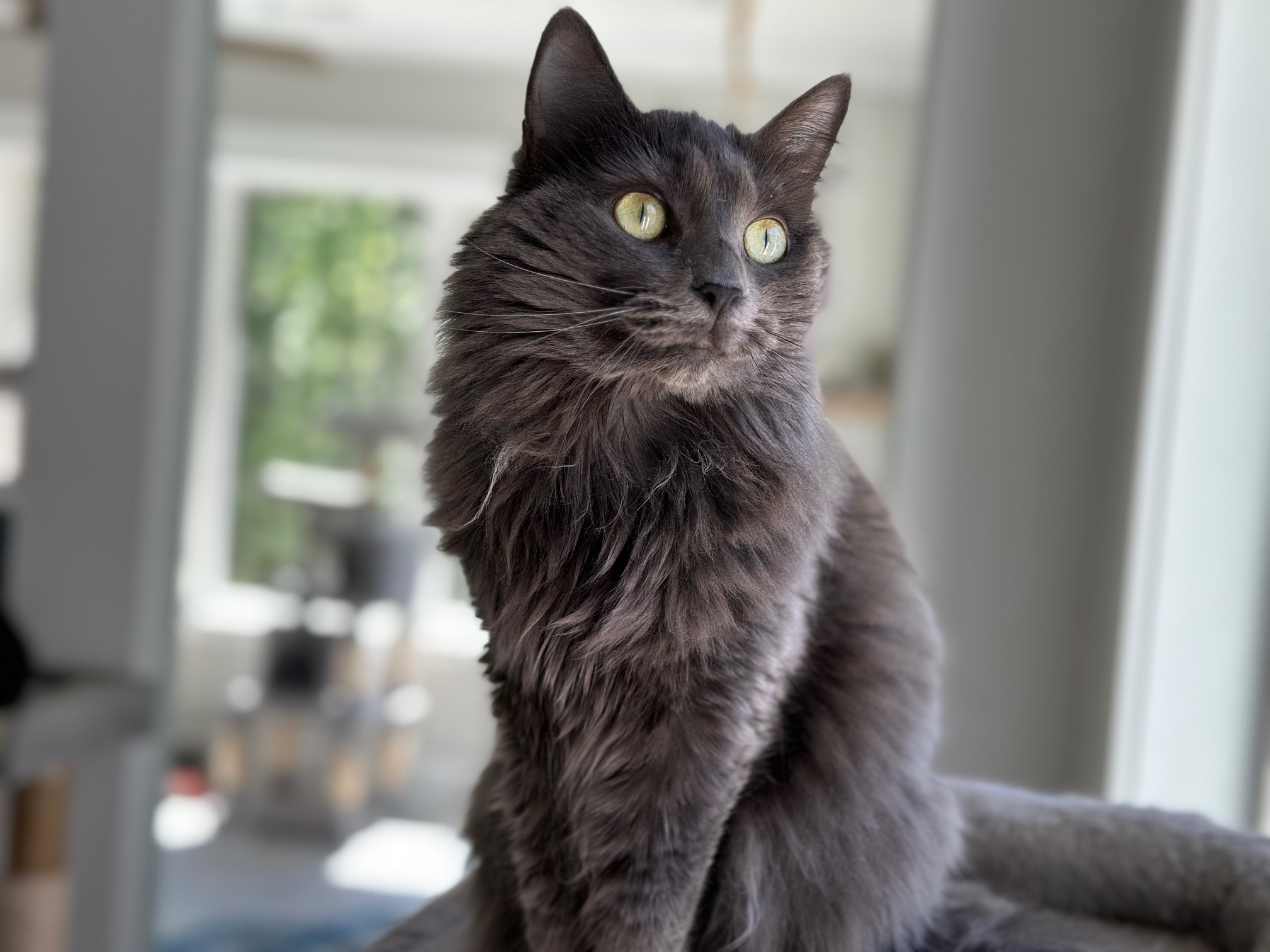 Enlarge Katniss, a Adoptable Domestic Long Hair in Apex, NC image 2/4