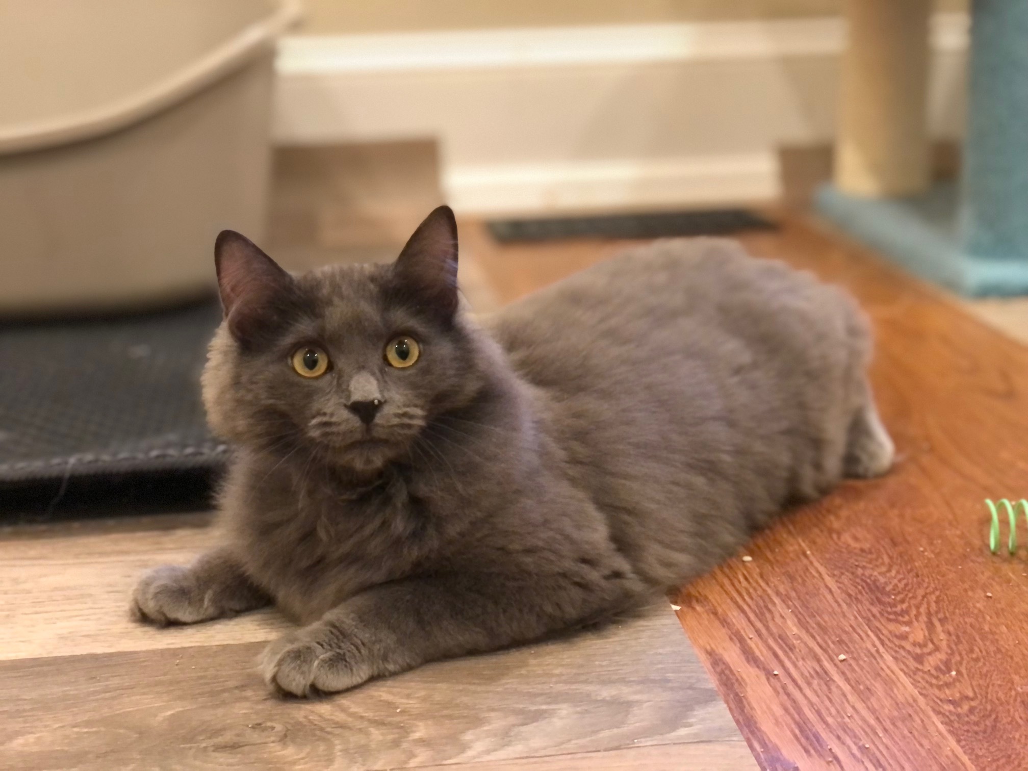 Enlarge Katniss, a Adoptable Domestic Long Hair in Apex, NC image 4/4