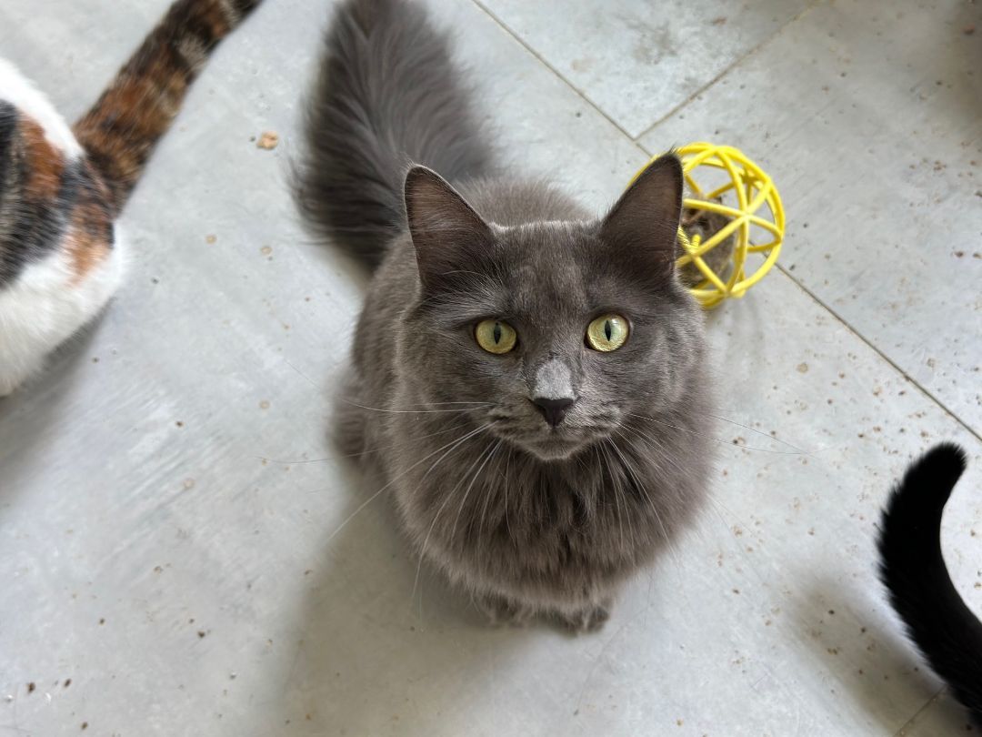 Enlarge Katniss, a Adoptable Domestic Long Hair in Apex, NC image 3/4