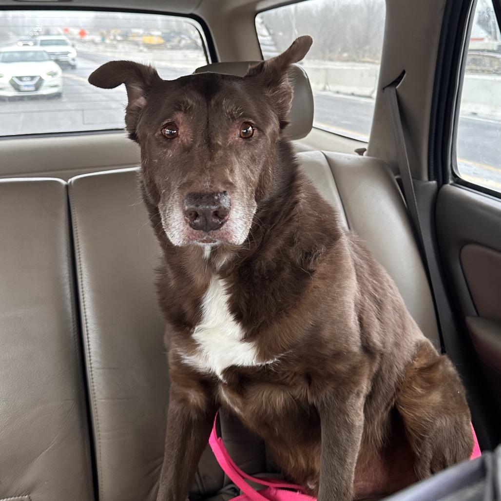 Enlarge Fernando, a Adoptable mixed breed in Mount Vernon, IN image 1/6
