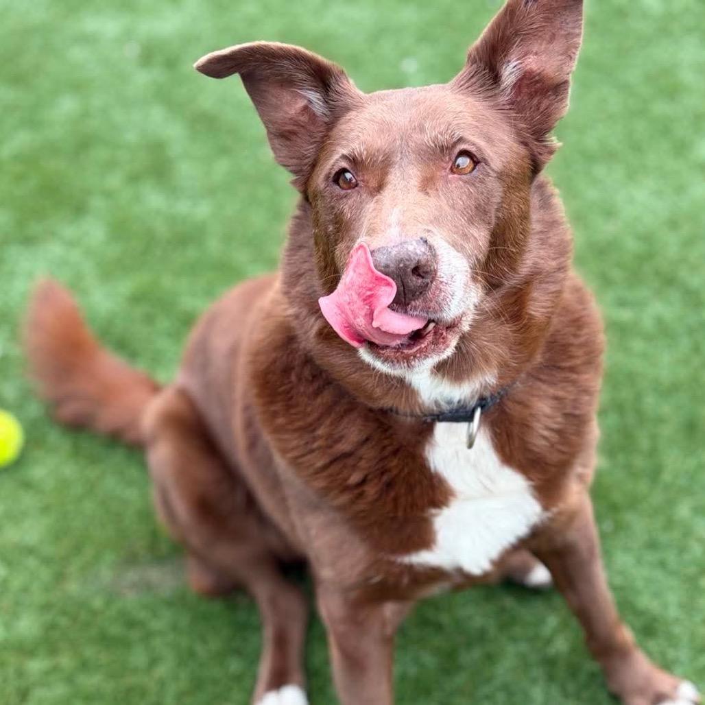 Enlarge Fernando, a Adoptable mixed breed in Mount Vernon, IN image 2/6