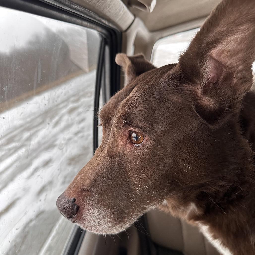 Enlarge Fernando, a Adoptable mixed breed in Mount Vernon, IN image 3/6