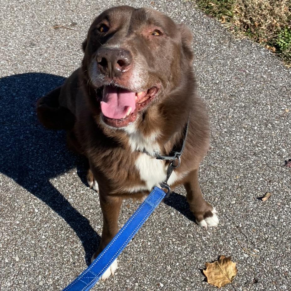 Enlarge Fernando, a Adoptable mixed breed in Mount Vernon, IN image 4/6