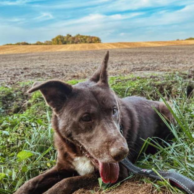 Enlarge Fernando, a Adoptable mixed breed in Mount Vernon, IN image 5/6