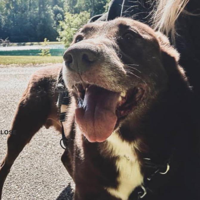 Enlarge Fernando, a Adoptable mixed breed in Mount Vernon, IN image 6/6