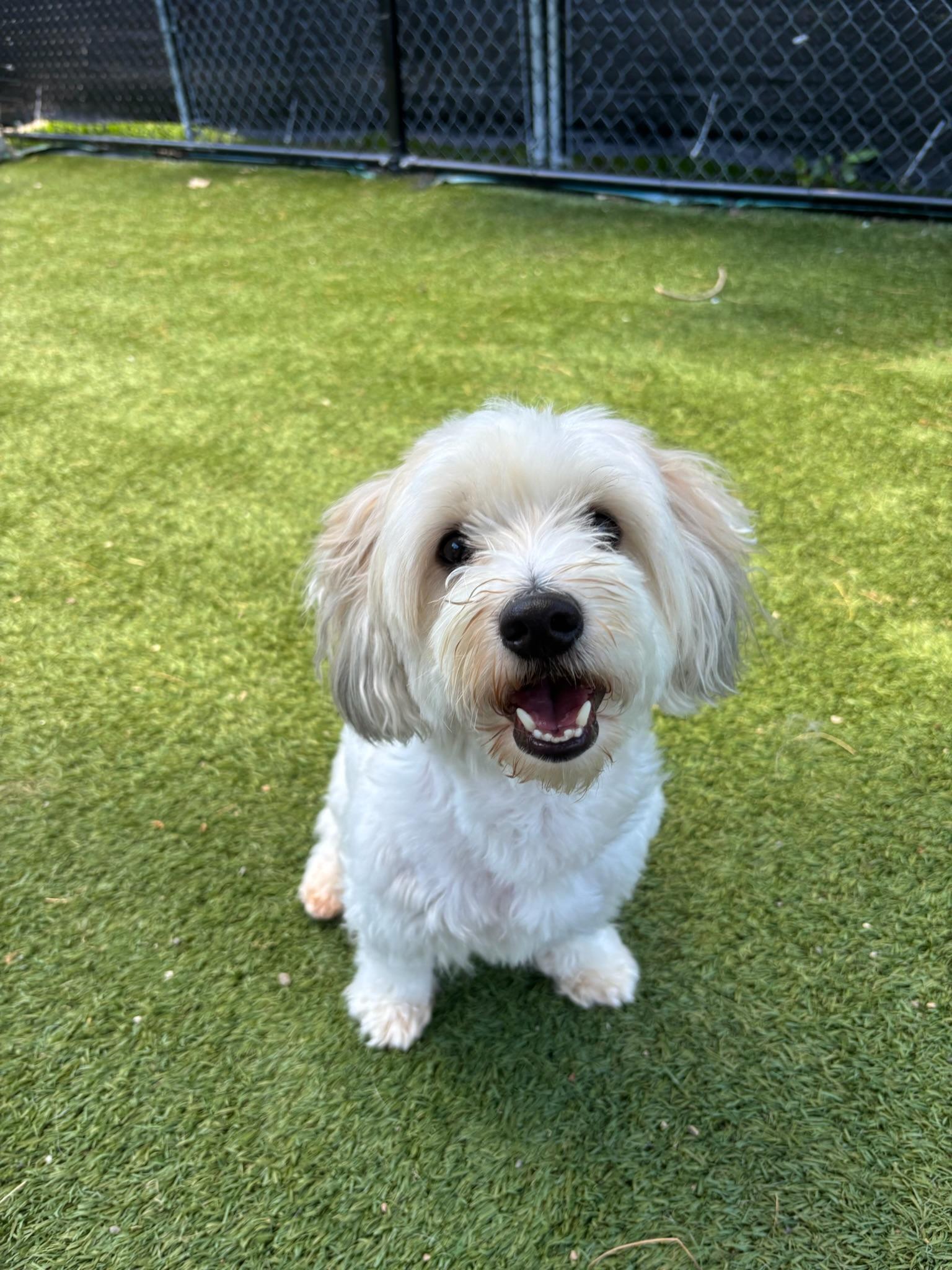 Jaxx, ADOPTABLE, Adult Male Havanese.