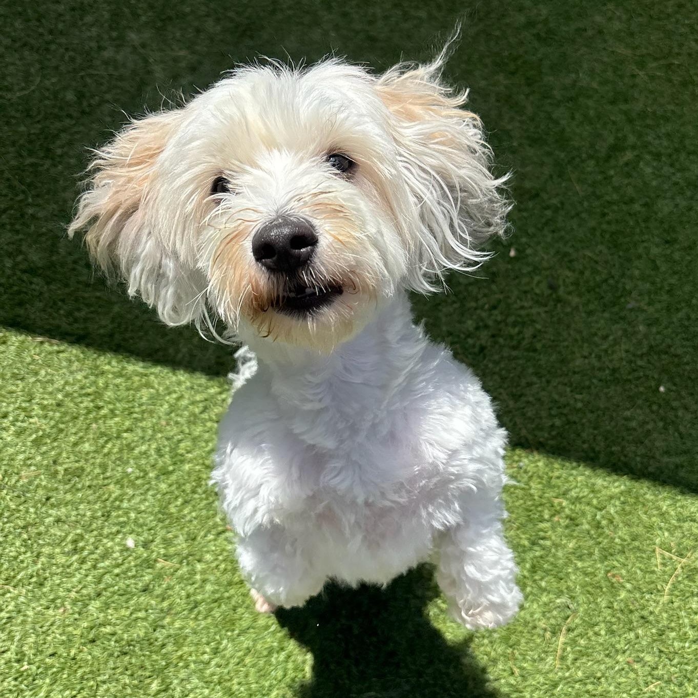 Enlarge Jaxx, a ADOPTABLE Havanese in Groton, CT image 2/6
