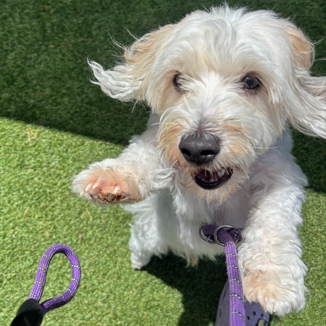 Enlarge Jaxx, a ADOPTABLE Havanese in Groton, CT image 5/6