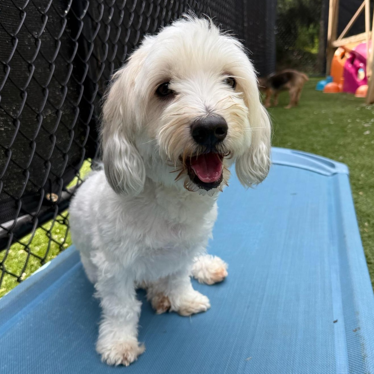 Enlarge Jaxx, a ADOPTABLE Havanese in Groton, CT image 4/6