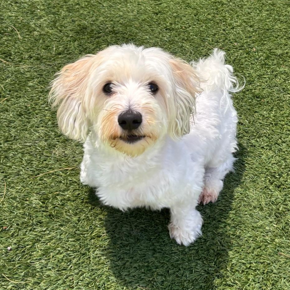 Enlarge Jaxx, a ADOPTABLE Havanese in Groton, CT image 6/6
