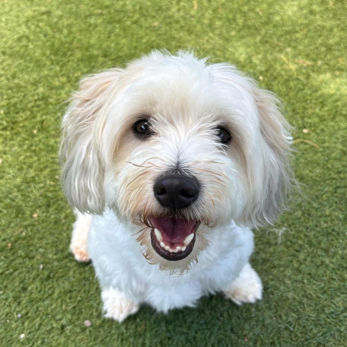 Enlarge Jaxx, a ADOPTABLE Havanese in Groton, CT image 3/6