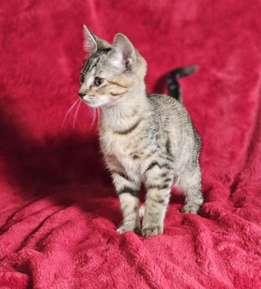 Enlarge Angela, an adopted mixed breed in Warwick, RI image 4/6
