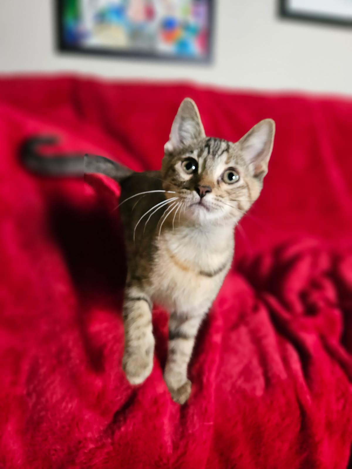 Enlarge Angela, an adopted mixed breed in Warwick, RI image 5/6