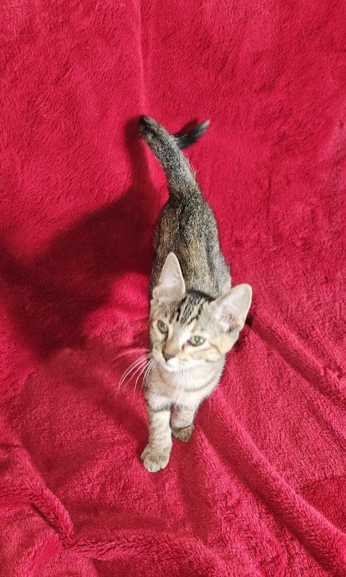 Enlarge Angela, an adopted mixed breed in Warwick, RI image 3/6