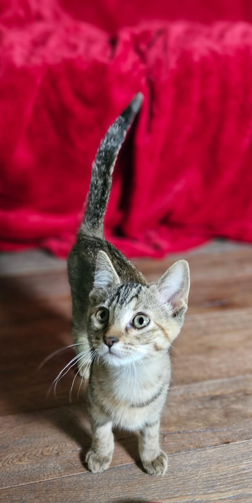 Angela, adopted, Kitten Female Torbie.