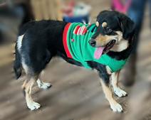 Luna, Adoptable, Adult Female Great Pyrenees & Rottweiler.