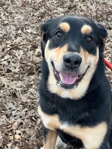 Enlarge Luna, a Adoptable mixed breed in Milton, GA image 3/6