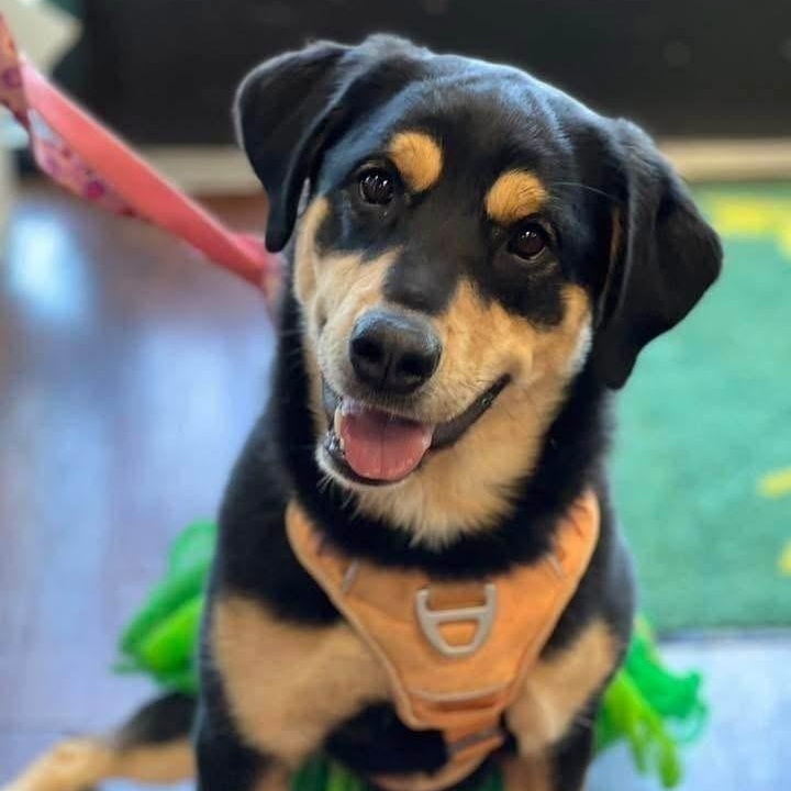 Luna, Adoptable, Adult Female Great Pyrenees & Rottweiler.