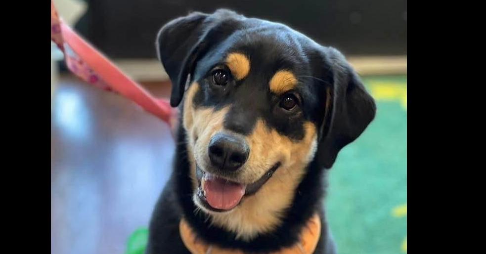 Enlarge Luna, a Adoptable mixed breed in Milton, GA image 2/6