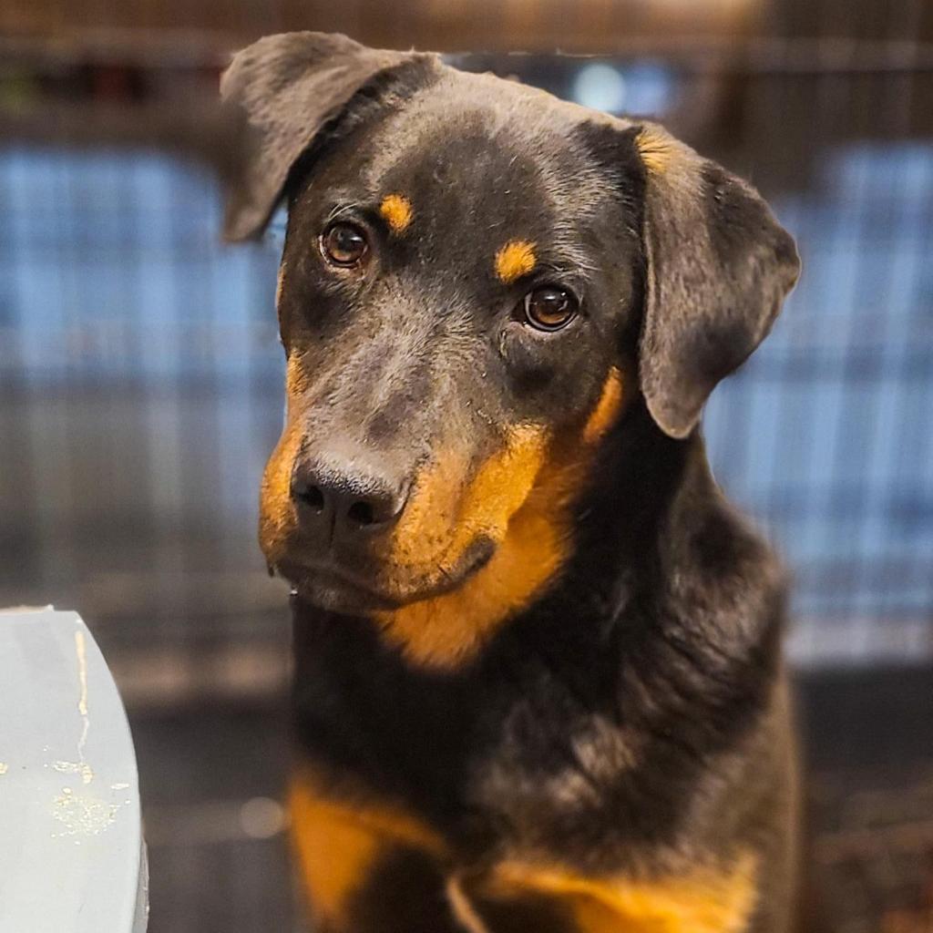 Leo, Adoptable, Adult Male Shepherd & Mixed Breed.