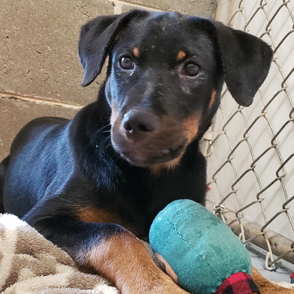 Enlarge Leo, a Adoptable mixed breed in Simpsonville, SC image 3/3