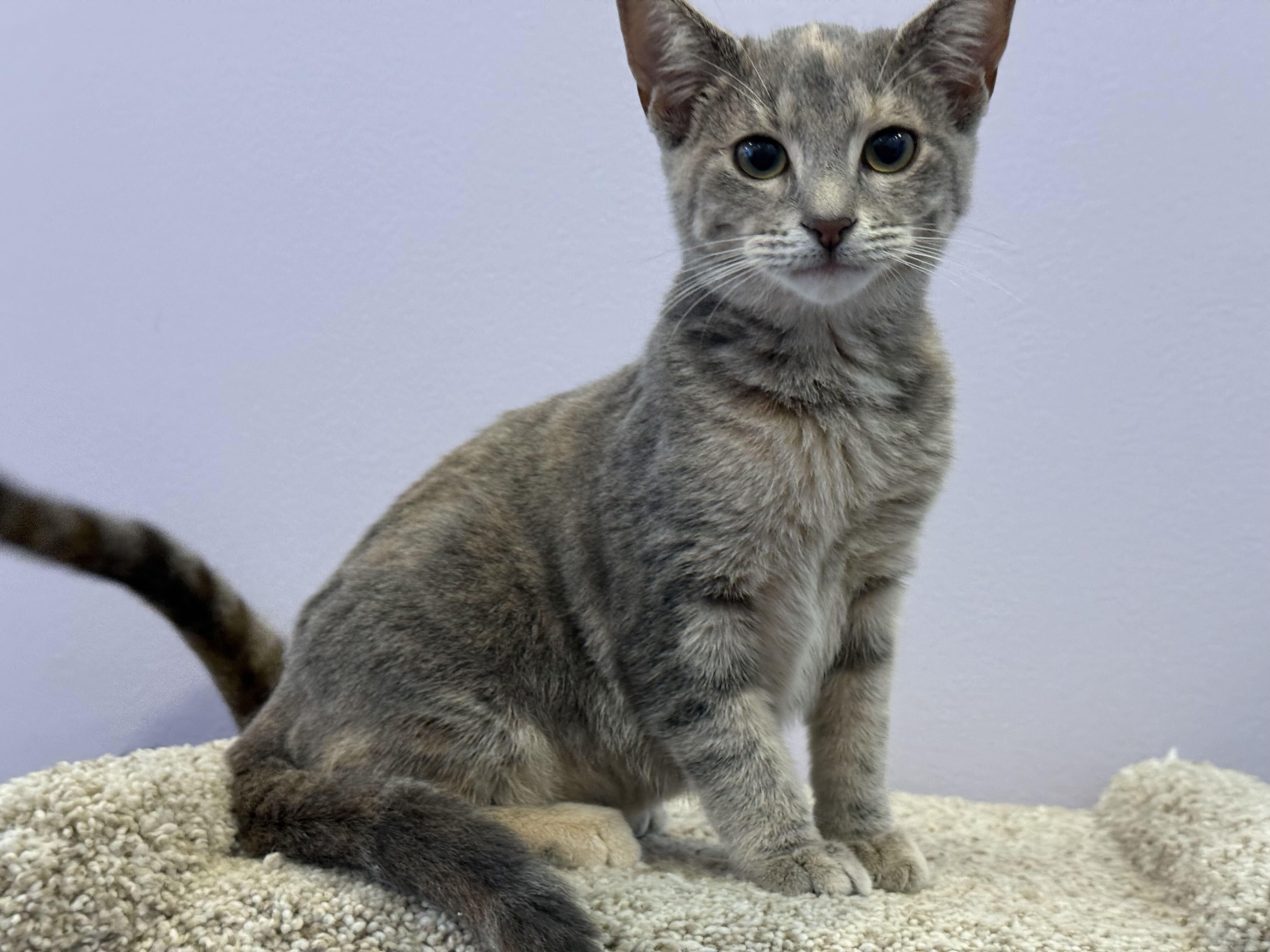 Enlarge Olga (cat cafe), a Adoptable Domestic Short Hair in West Lafayette, IN image 3/3