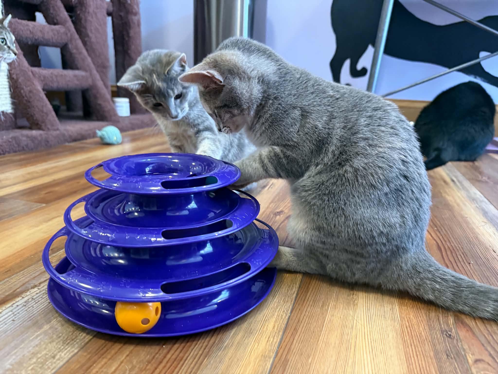 Olga (cat cafe), Adoptable, Kitten Female Domestic Short Hair.