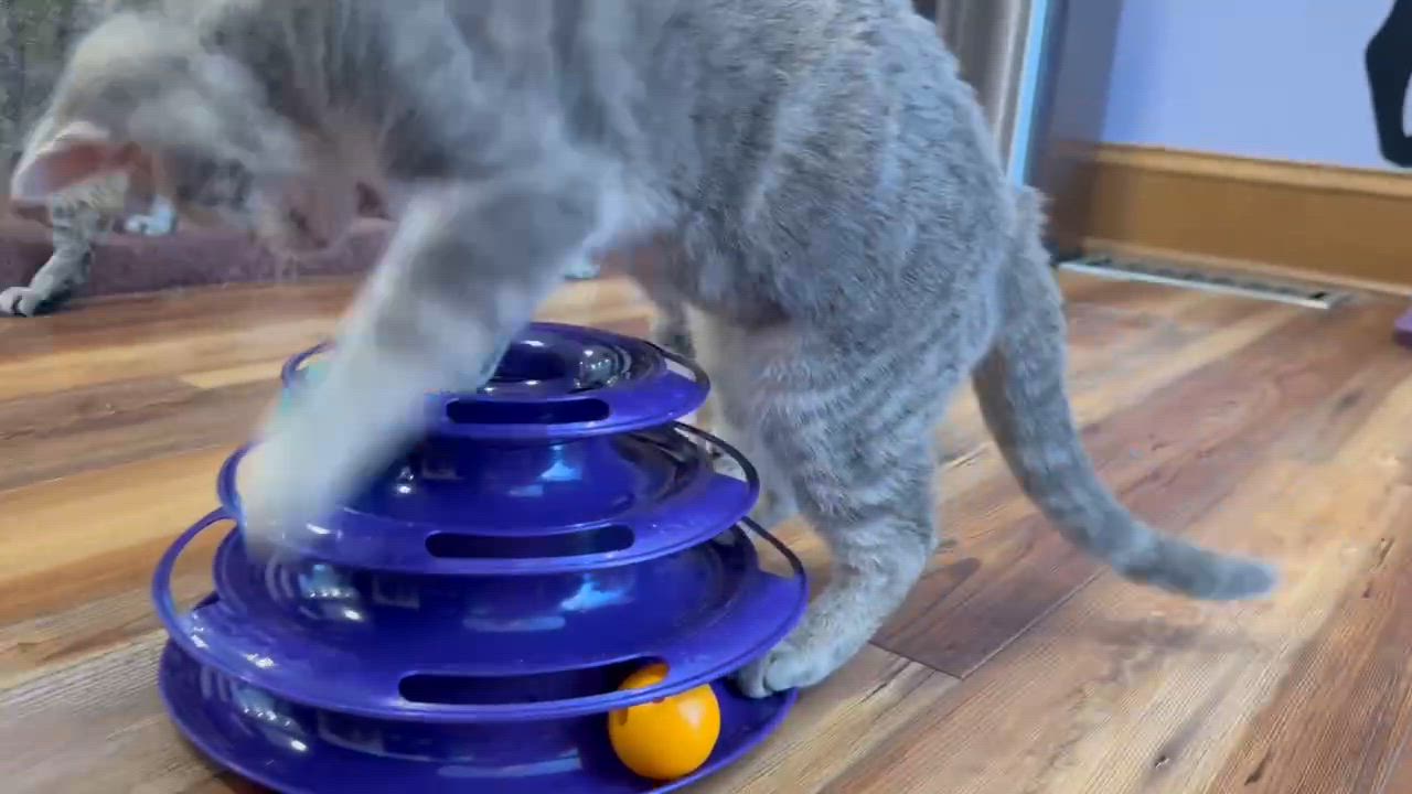 Enlarge Olga (cat cafe), a Adoptable Domestic Short Hair in West Lafayette, IN video 2/3