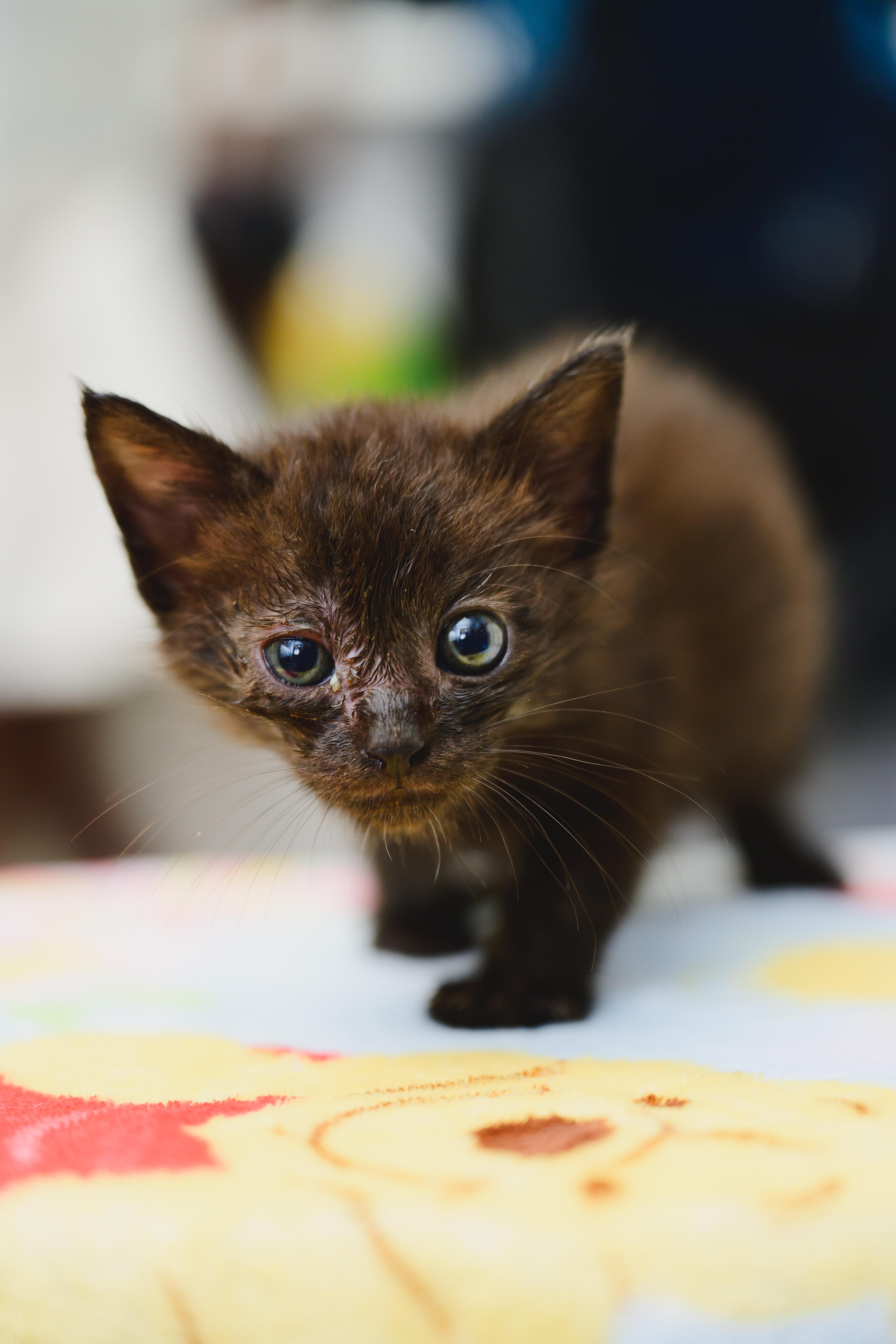 Latte, a Adoptable Domestic Short Hair in Honolulu, HI image 2/4
