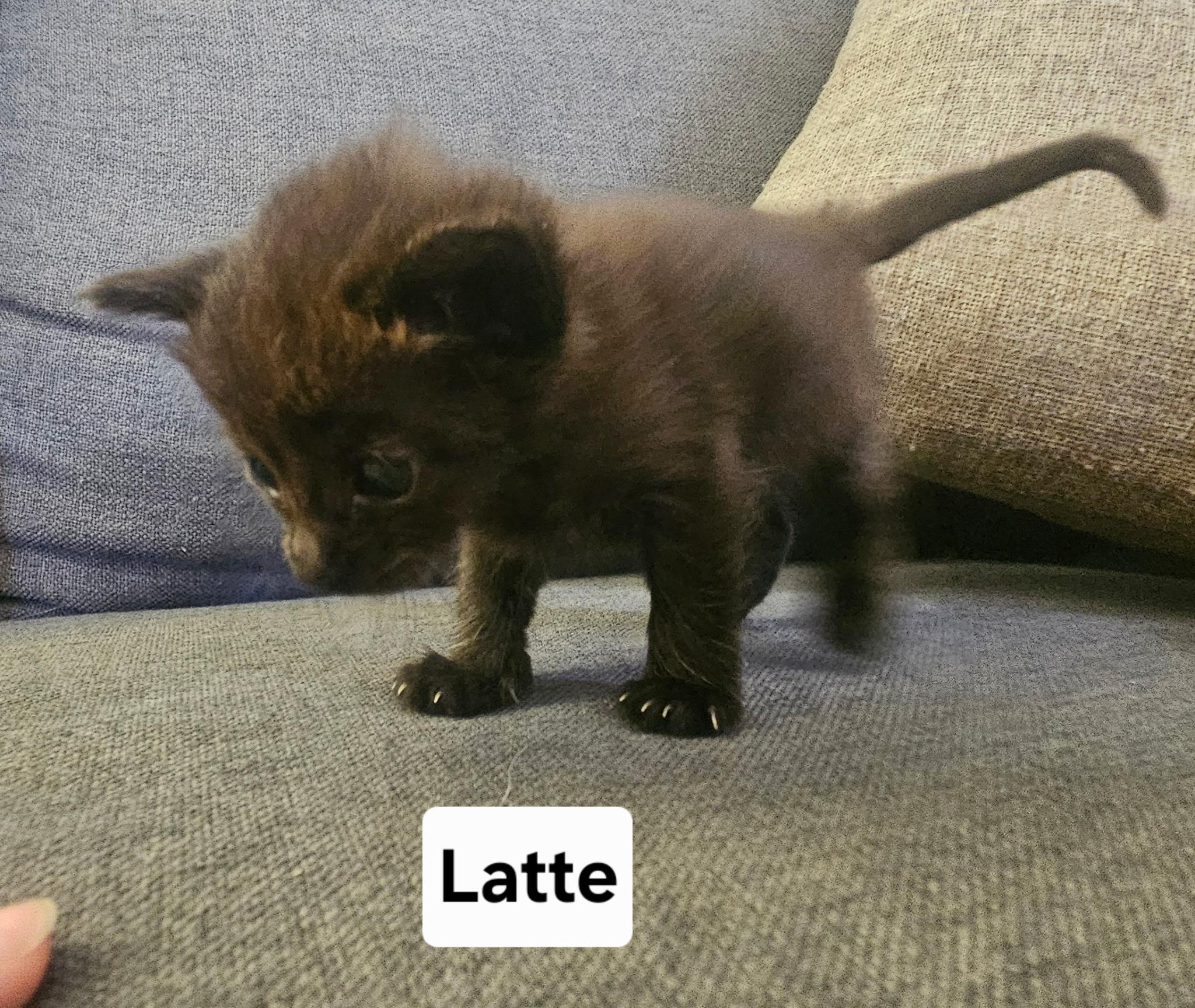 Latte, a Adoptable Domestic Short Hair in Honolulu, HI image 3/4