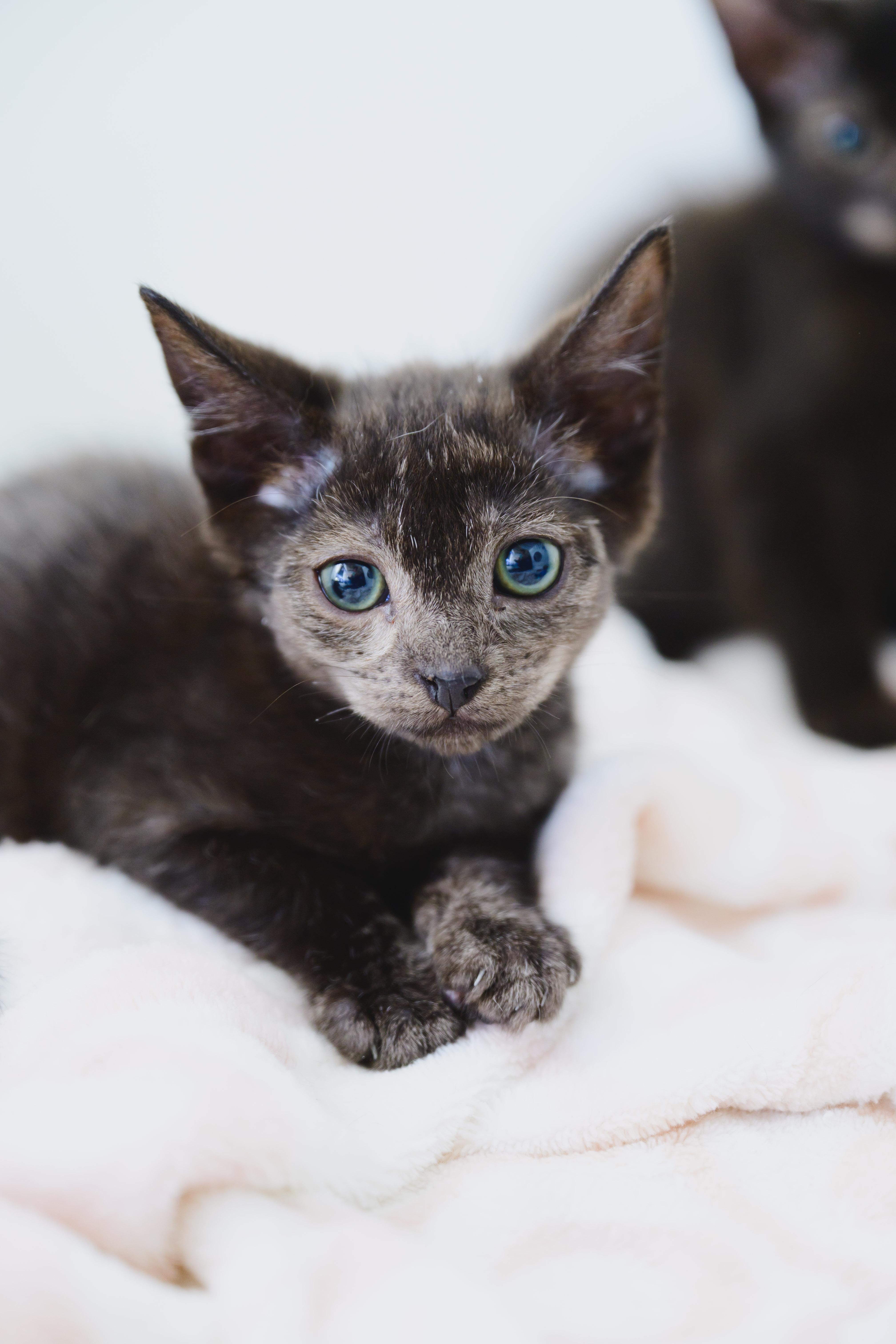 Latte, a Adoptable Domestic Short Hair in Honolulu, HI image 4/4